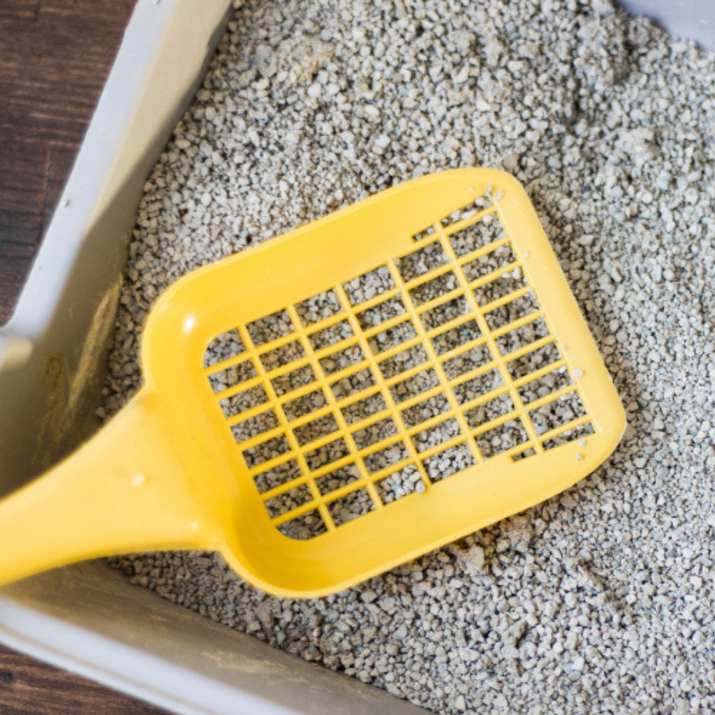 Your Cat's Litter Box Is Hurting The Environment